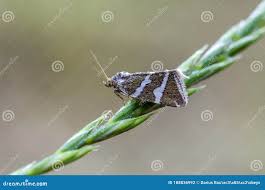 Attēlu rezultāti vaicājumam “Deltote bankiana”