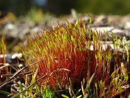Attēlu rezultāti vaicājumam “Ceratodon purpureus sporophyte”