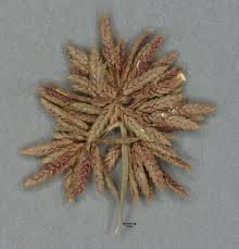 Attēlu rezultāti vaicājumam “Cyperus fuscus fruit”