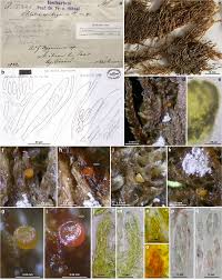 Attēlu rezultāti vaicājumam “Hyphodiscus hymeniophilus”