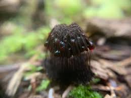 Attēlu rezultāti vaicājumam “Stemonitis fusca young”