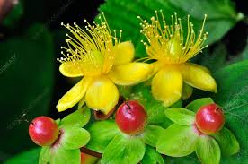 Attēlu rezultāti vaicājumam “Hypericum perforatum fruit”