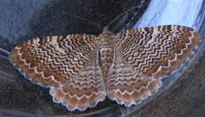 Attēlu rezultāti vaicājumam “Hydria undulata”