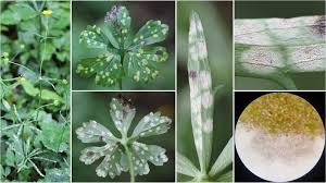 Attēlu rezultāti vaicājumam “Ranunculus auricomus leaf”