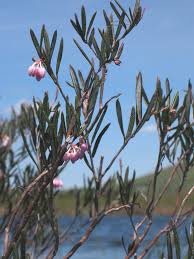 Attēlu rezultāti vaicājumam “Andromeda polifolia bud”