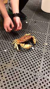 Image result for Cancer borealis