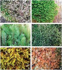 Attēlu rezultāti vaicājumam “Jungermannia hyalina”