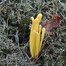 Attēlu rezultāti vaicājumam “Clavaria argillacea”