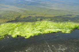 Attēlu rezultāti vaicājumam “Cladophora glomerata”