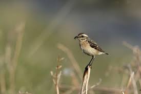 Attēlu rezultāti vaicājumam “Saxicola rubetra juvenile”