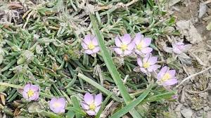 Attēlu rezultāti vaicājumam “Spergularia rubra leaf”