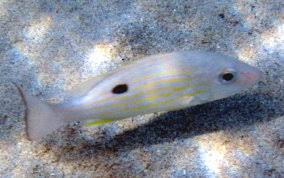 Image result for Lutjanus synagris