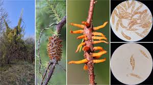 Attēlu rezultāti vaicājumam “Gymnosporangium sp.”