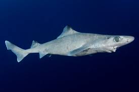 Image result for Carcharhinus isodon