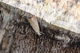 Attēlu rezultāti vaicājumam “Calamotropha paludella”