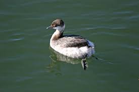 Image result for Podiceps auritus