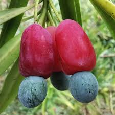 Attēlu rezultāti vaicājumam “Poa angustifolia fruit”