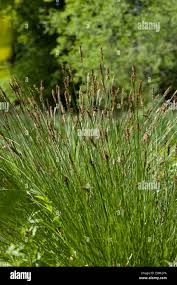 Attēlu rezultāti vaicājumam “Carex appropinquata”