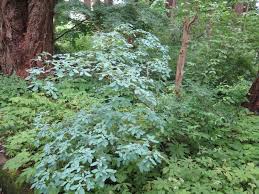 Attēlu rezultāti vaicājumam “Menziesia ferruginea”