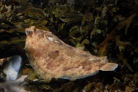 Image result for Microstomus kitt
