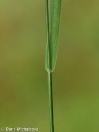 Attēlu rezultāti vaicājumam “Trisetum flavescens flower”
