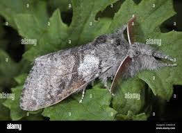 Attēlu rezultāti vaicājumam “Calliteara pudibunda”