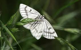 Attēlu rezultāti vaicājumam “Siona lineata”