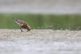 Attēlu rezultāti vaicājumam “Calidris ferruginea adult”