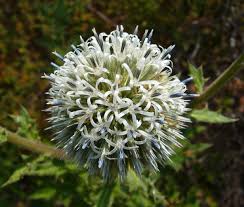 Image result for Echinops spaerocephalus