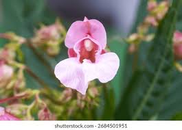 Attēlu rezultāti vaicājumam “Impatiens glandulifera flower”