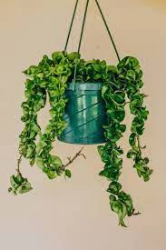 Attēlu rezultāti vaicājumam “Conardia compacta”