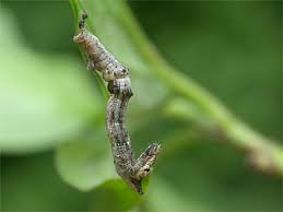 Attēlu rezultāti vaicājumam “Selenia dentaria larva”