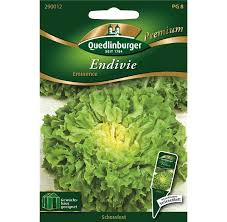 Image result for Endivie