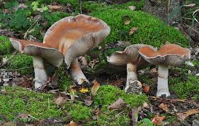Attēlu rezultāti vaicājumam “Cortinarius praestans”