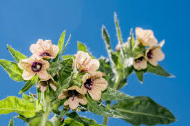 Attēlu rezultāti vaicājumam “Hyoscyamus niger fruit”