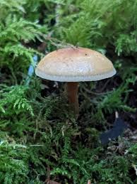 Attēlu rezultāti vaicājumam “Protostropharia alcis”