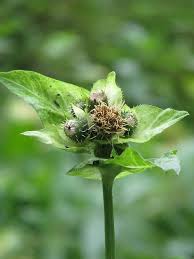 Attēlu rezultāti vaicājumam “Cirsium oleraceum flower”