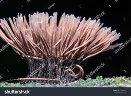 Attēlu rezultāti vaicājumam “Hemitrichia sp.”