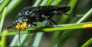 Attēlu rezultāti vaicājumam “Acantholyda erythrocephala”