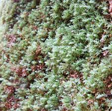 Attēlu rezultāti vaicājumam “Saelania glaucescens sporophyte”