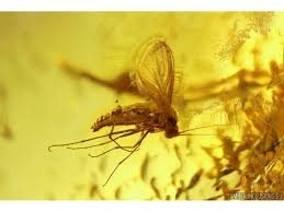 Attēlu rezultāti vaicājumam “Mycetophilidae”