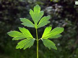 Attēlu rezultāti vaicājumam “Ranunculus repens leaf”