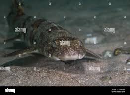 Image result for Haploblepharus edwardsii