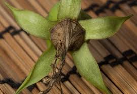 Attēlu rezultāti vaicājumam “Campanula latifolia fruit”