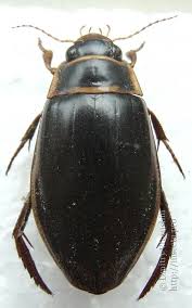 Attēlu rezultāti vaicājumam “Dytiscus marginalis”