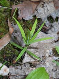 Attēlu rezultāti vaicājumam “Stellaria holostea leaf”