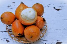 Attēlu rezultāti vaicājumam “Betula humilis fruit”