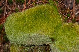 Attēlu rezultāti vaicājumam “Leucobryum glaucum”