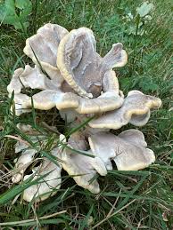 Attēlu rezultāti vaicājumam “Badhamiopsis scripta spores”