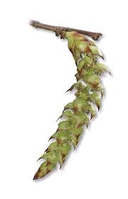 Attēlu rezultāti vaicājumam “Carpinus caroliniana female flower”